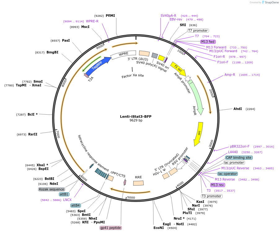 216870-plasmid-map-sequence-id-429339