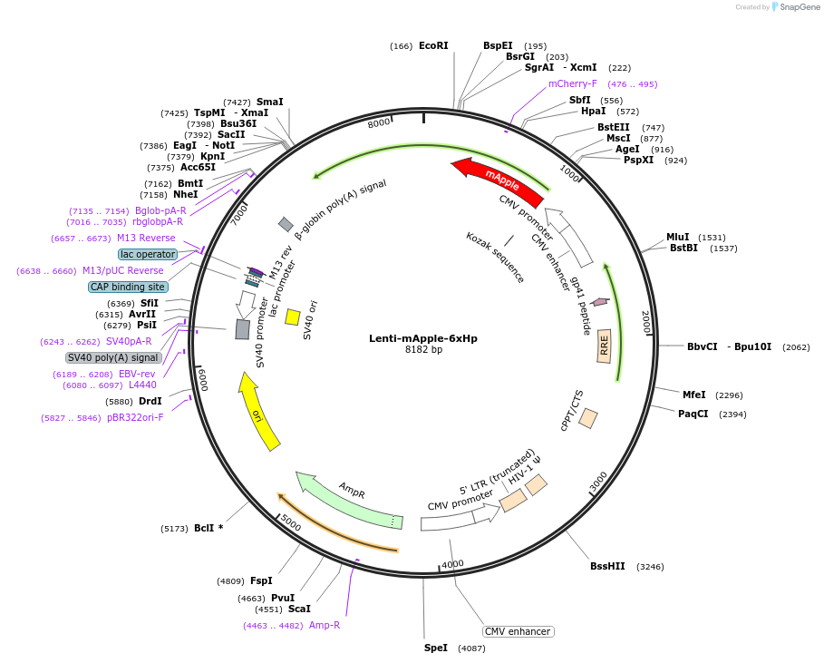 217376-plasmid-map-sequence-id-429341