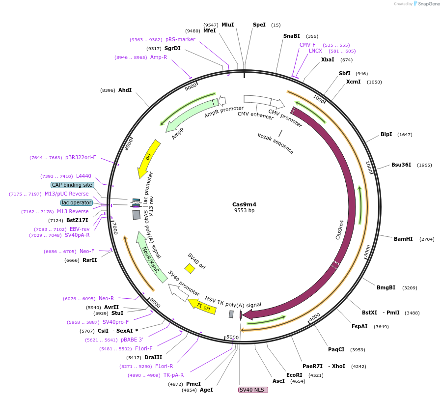 47316-plasmid-map-sequence-id-429342