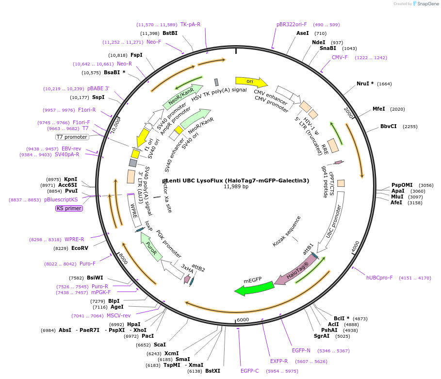 215008-plasmid-map-sequence-id-429343