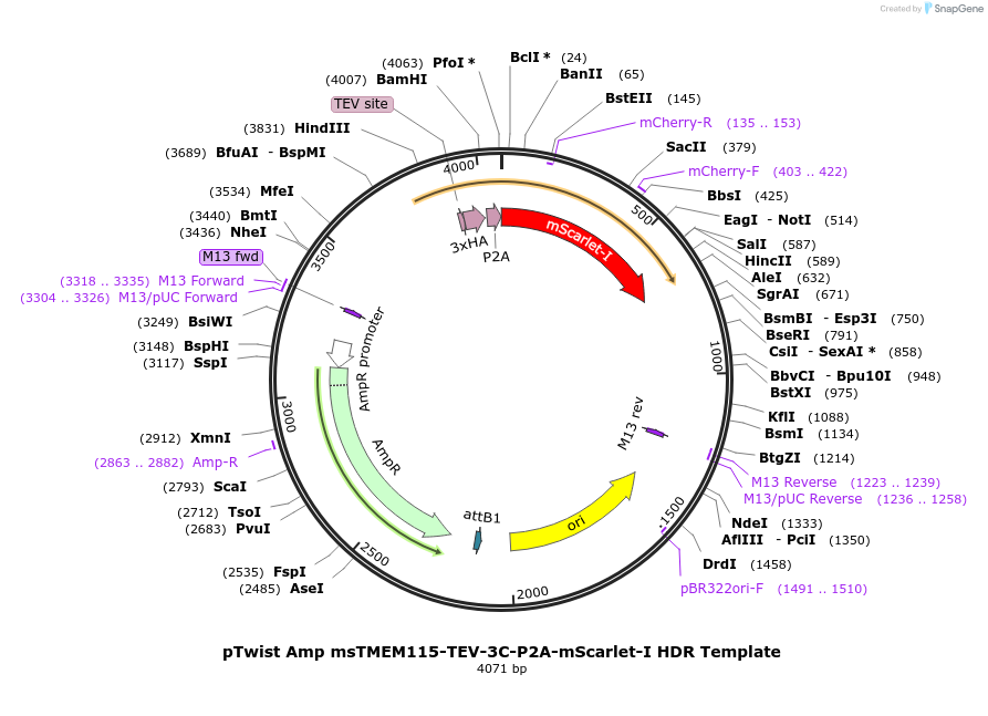 215000-plasmid-map-sequence-id-429344