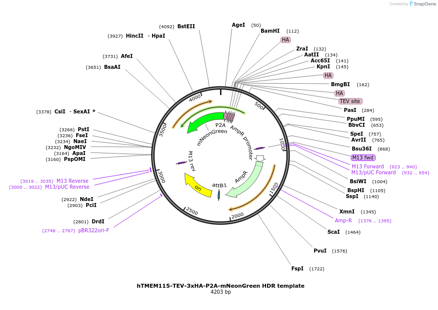 214999-plasmid-map-sequence-id-429345