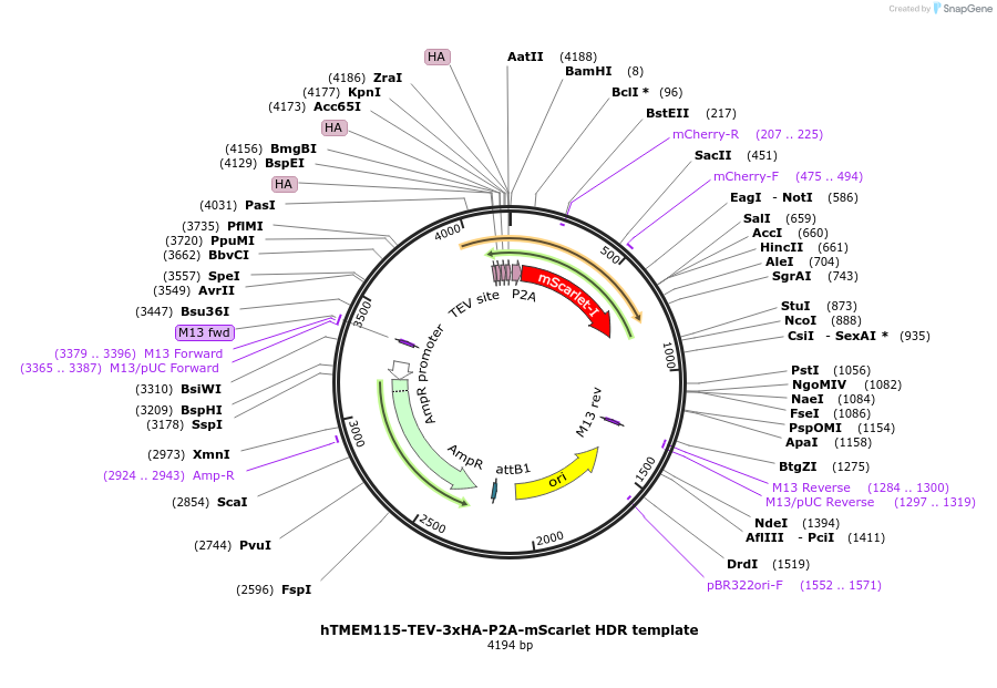 214998-plasmid-map-sequence-id-429346
