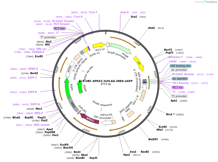 214983-plasmid-map-sequence-id-429347