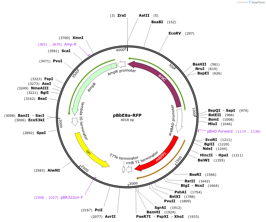 35268-plasmid-map-sequence-id-42935