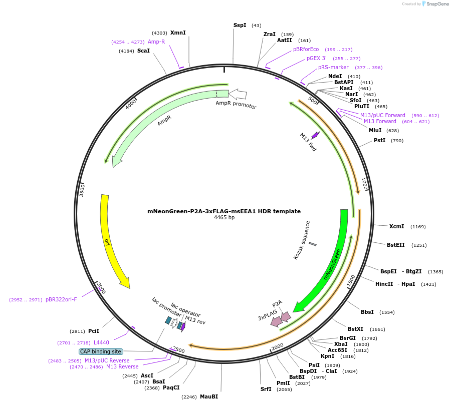 214990-plasmid-map-sequence-id-429350