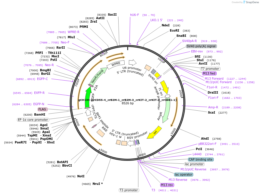 217342-plasmid-map-sequence-id-429351
