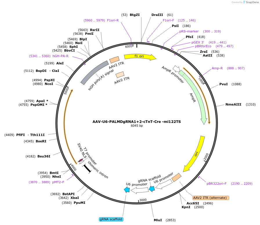 216830-plasmid-map-sequence-id-429361