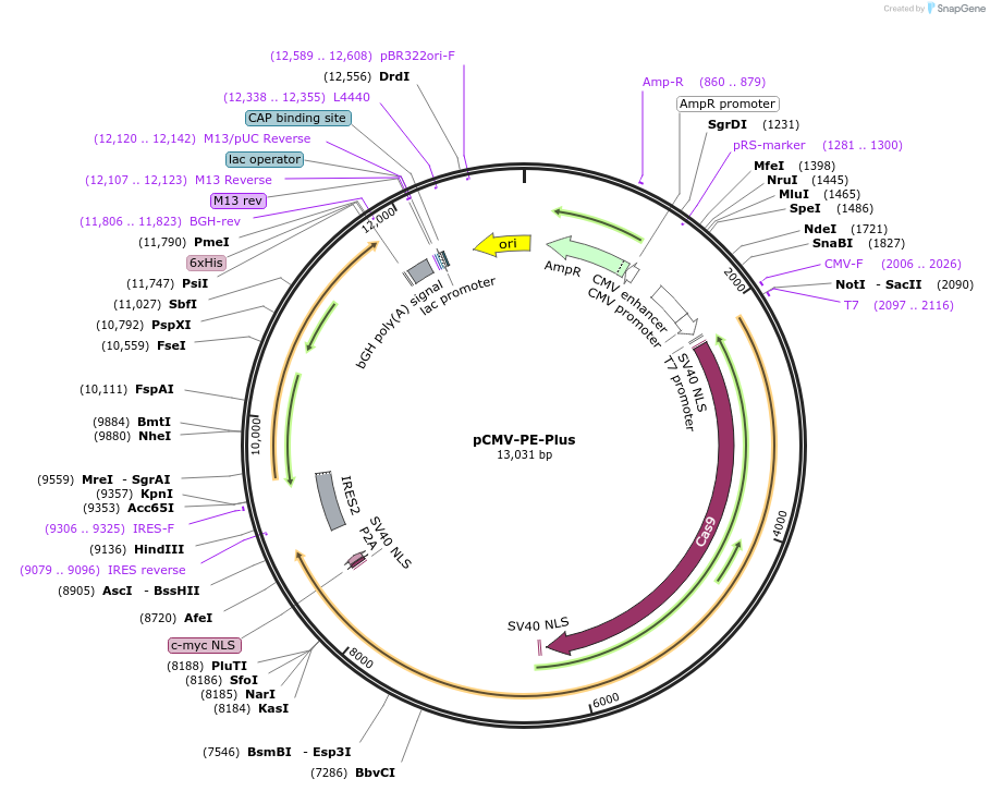 214079-plasmid-map-sequence-id-429365