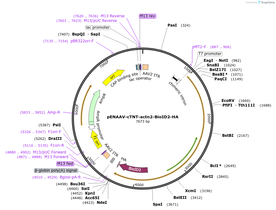 216831-plasmid-map-sequence-id-429367