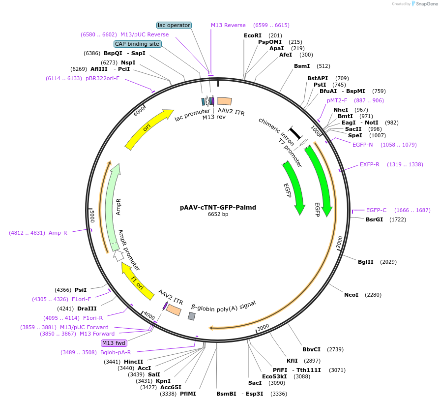 216832-plasmid-map-sequence-id-429370