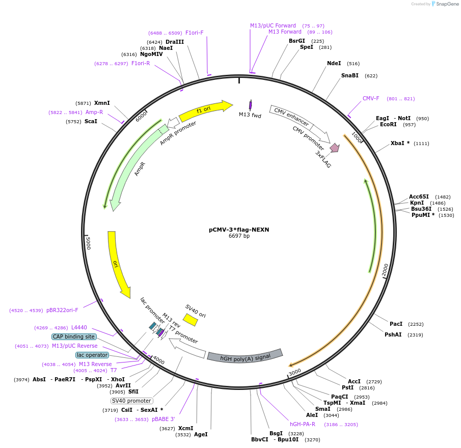 216834-plasmid-map-sequence-id-429373