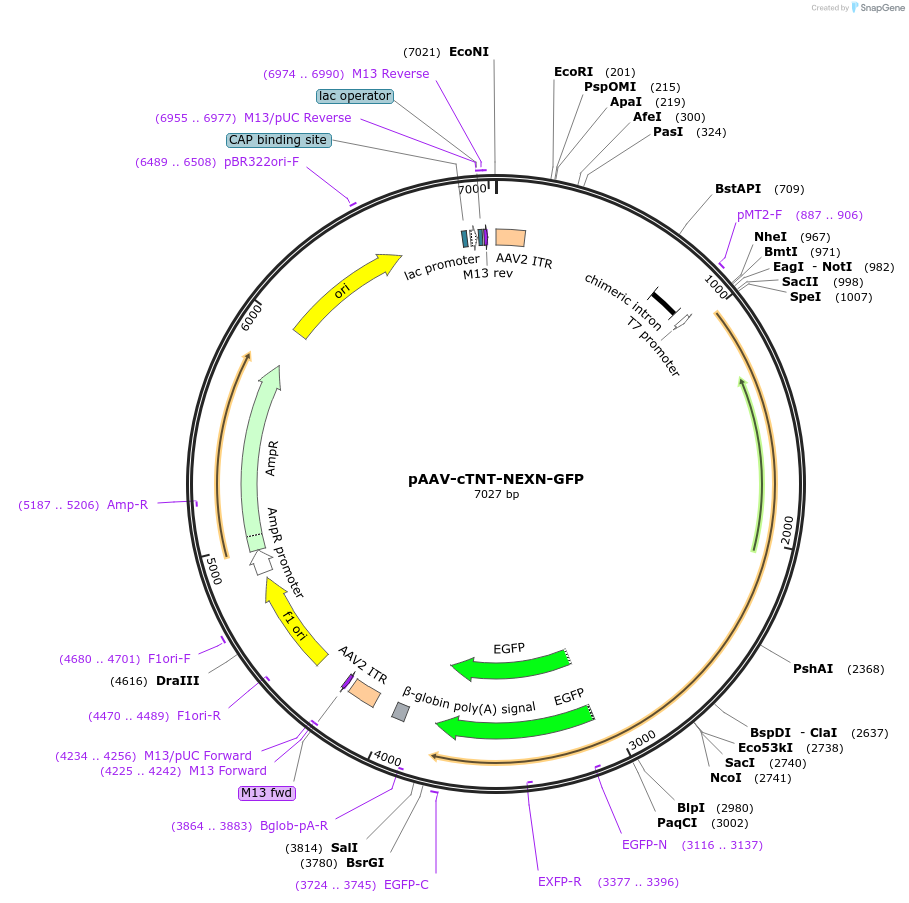 216835-plasmid-map-sequence-id-429377