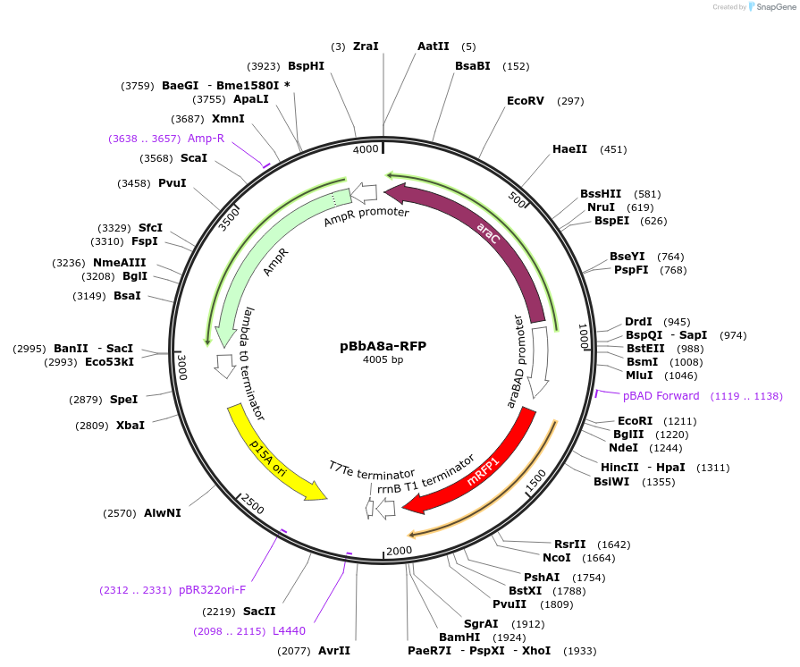 35271-plasmid-map-sequence-id-42938