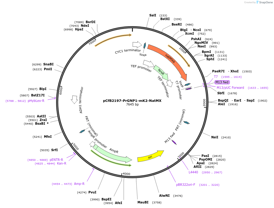 216513-plasmid-map-sequence-id-429383