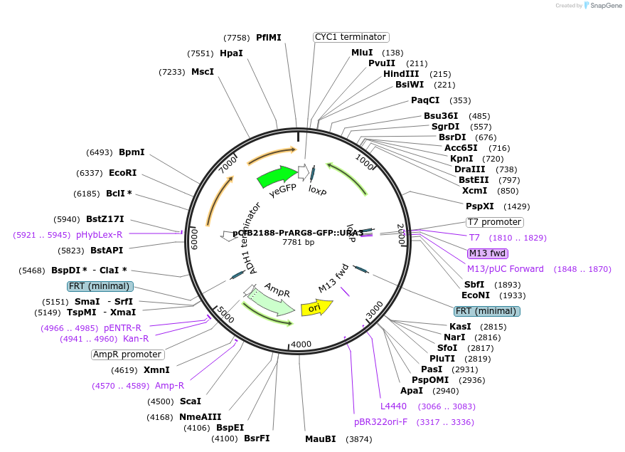 216512-plasmid-map-sequence-id-429384