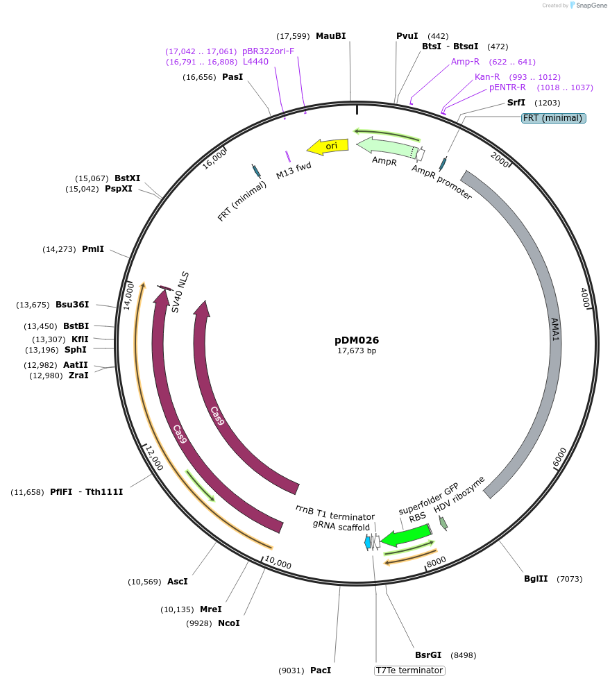 216808-plasmid-map-sequence-id-429385