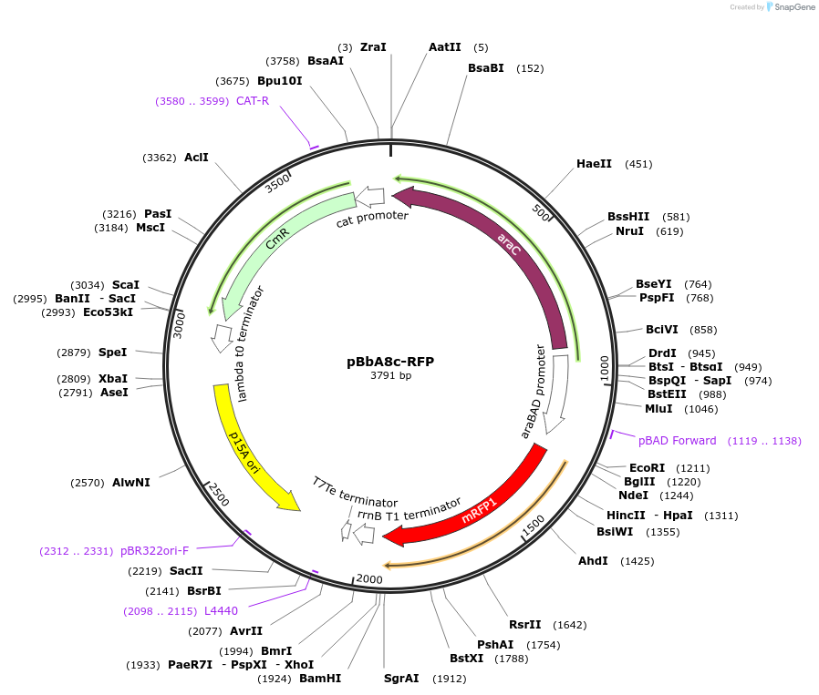 35272-plasmid-map-sequence-id-42939