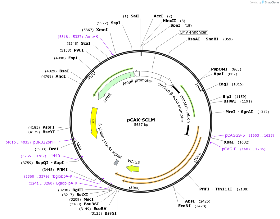 216757-plasmid-map-sequence-id-429395