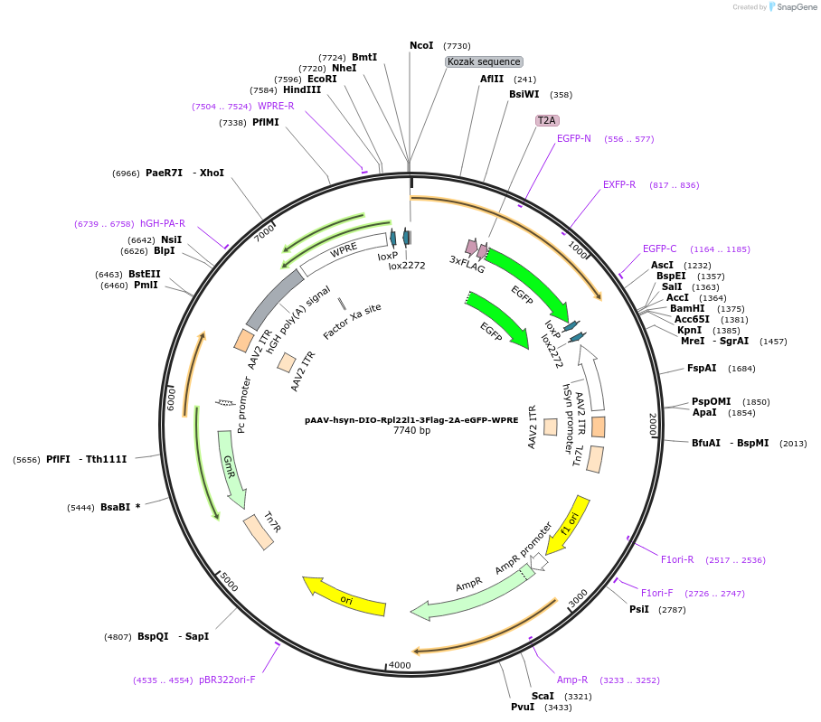 214265-plasmid-map-sequence-id-429396