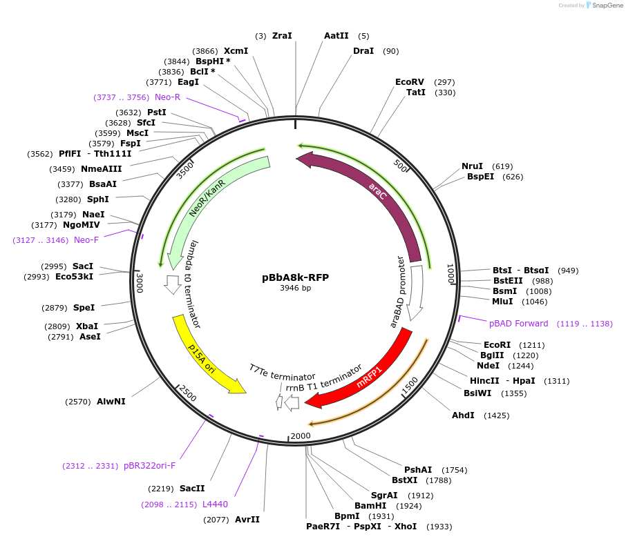 35273-plasmid-map-sequence-id-42940