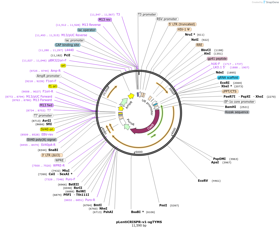 217430-plasmid-map-sequence-id-429400