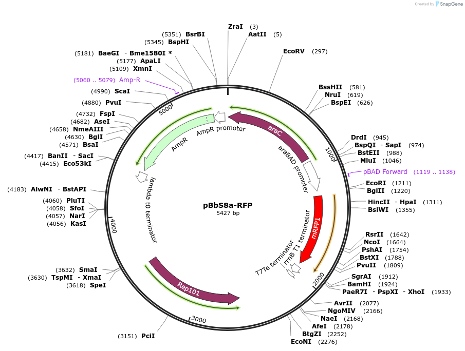 35274-plasmid-map-sequence-id-42941