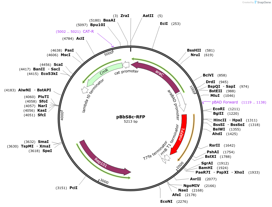 35275-plasmid-map-sequence-id-42942