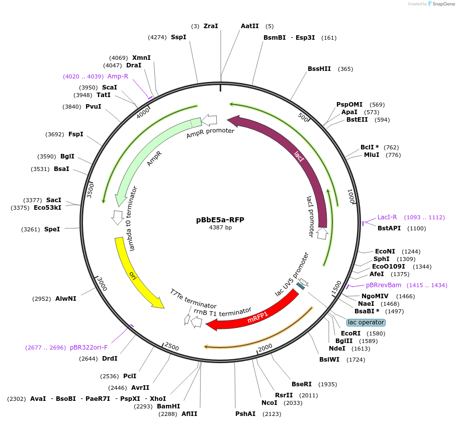 35277-plasmid-map-sequence-id-42944