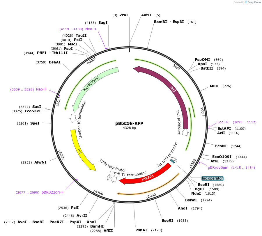 35279-plasmid-map-sequence-id-42946