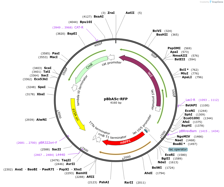 35281-plasmid-map-sequence-id-42948