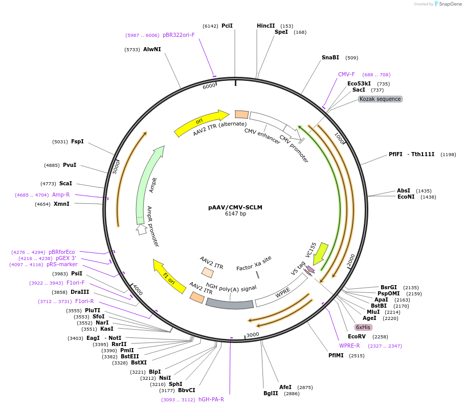 216758-plasmid-map-sequence-id-429489