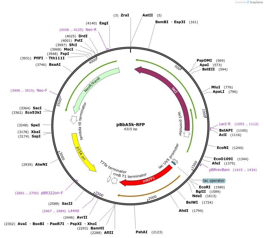 35282-plasmid-map-sequence-id-42949