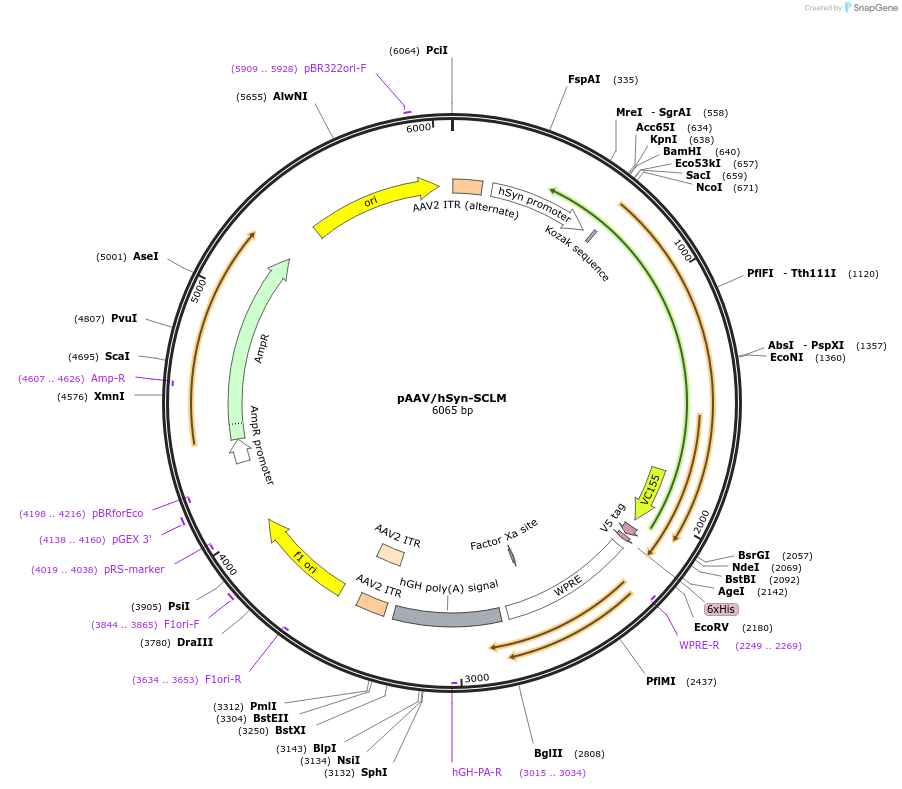 216760-plasmid-map-sequence-id-429492