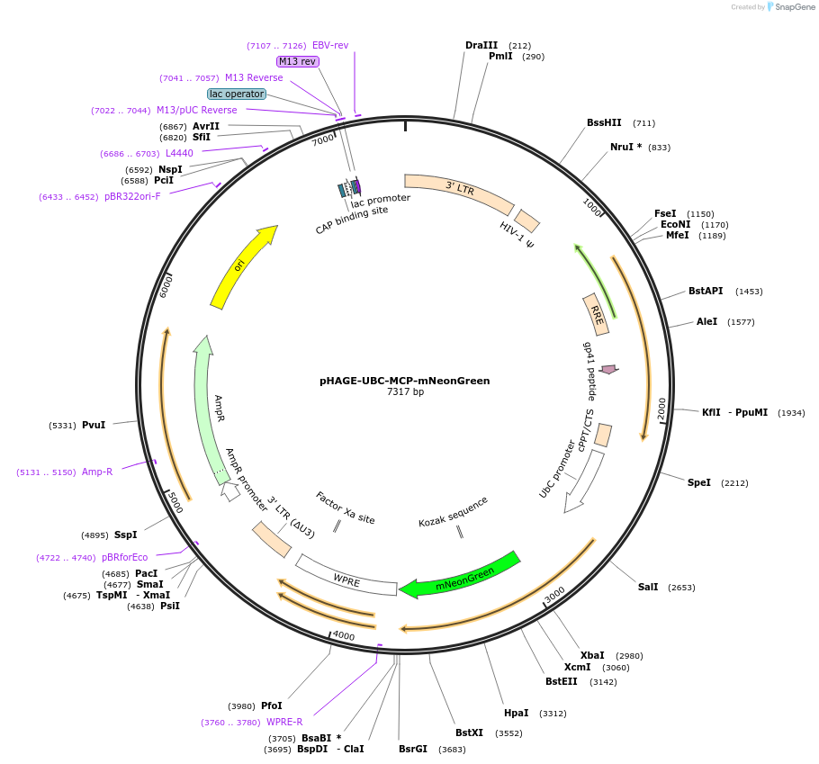 207581-plasmid-map-sequence-id-429493