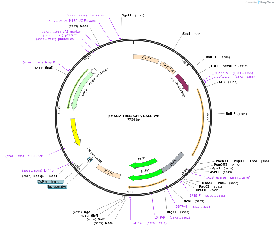 214699-plasmid-map-sequence-id-429494