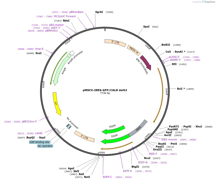 214700-plasmid-map-sequence-id-429496
