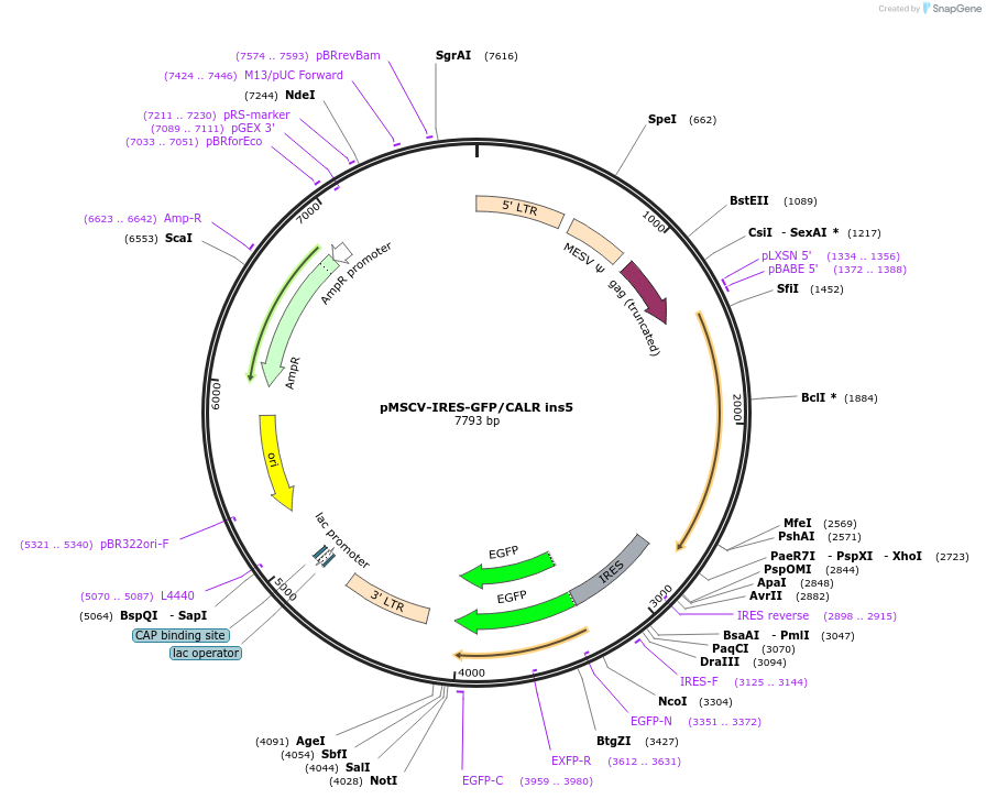 214701-plasmid-map-sequence-id-429498