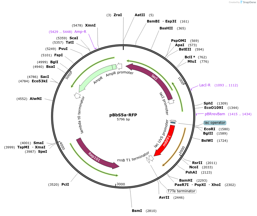 35283-plasmid-map-sequence-id-42950