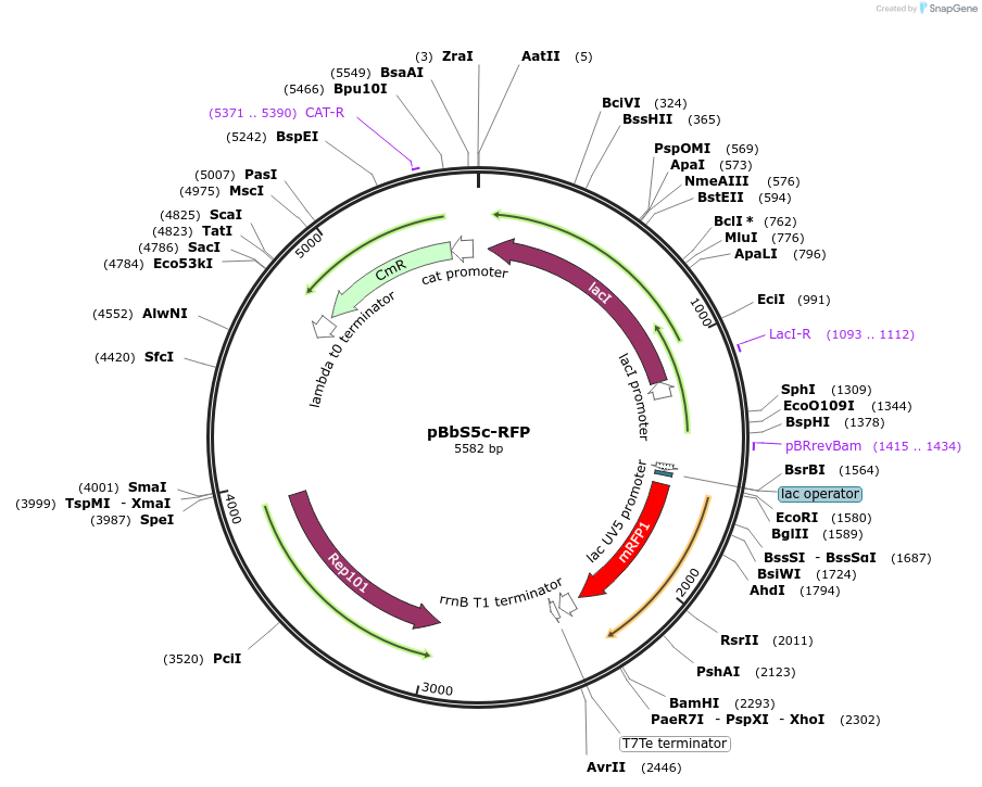 35284-plasmid-map-sequence-id-42951