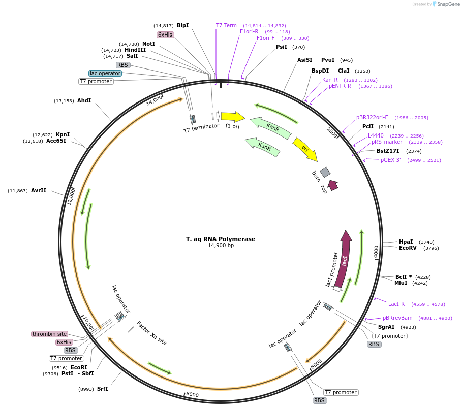 215349-plasmid-map-sequence-id-429510
