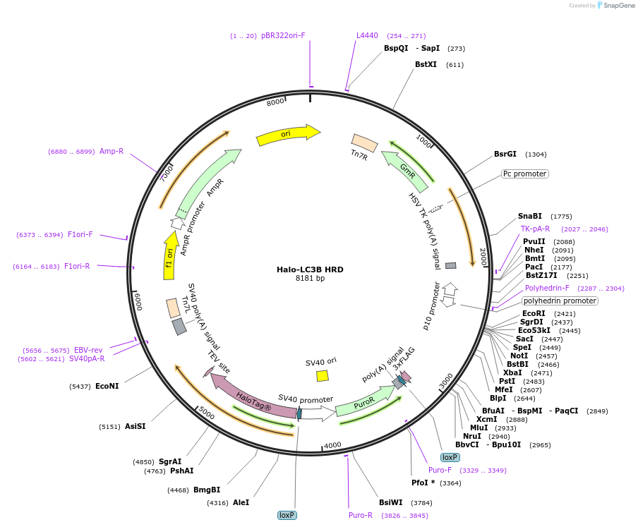 207539-plasmid-map-sequence-id-429514