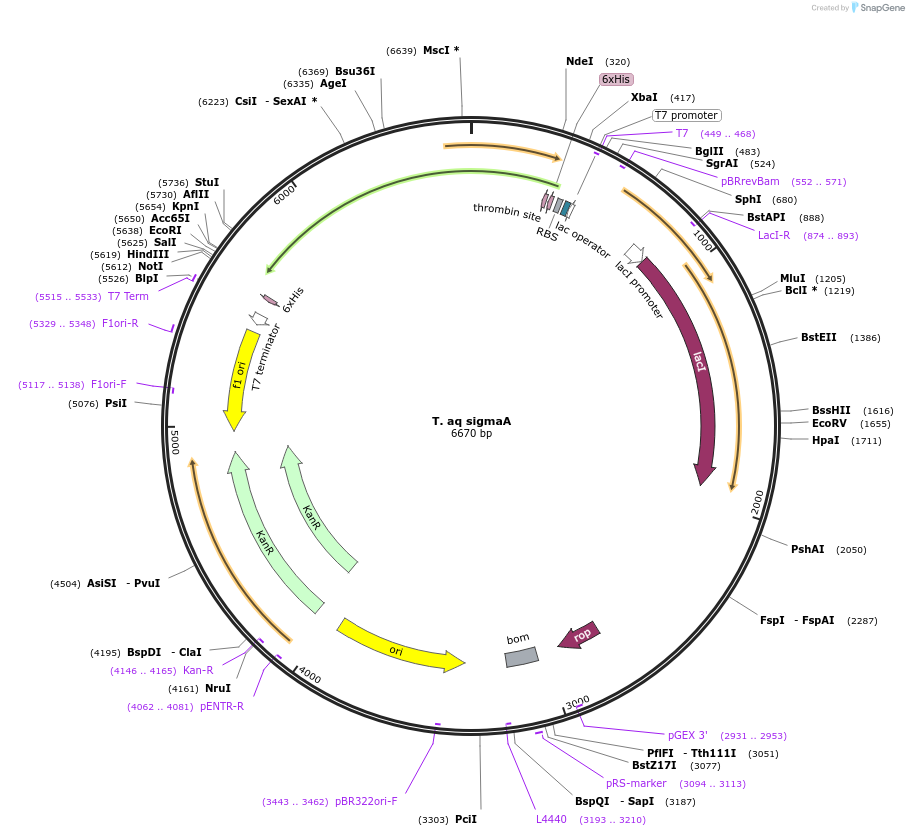 215350-plasmid-map-sequence-id-429515