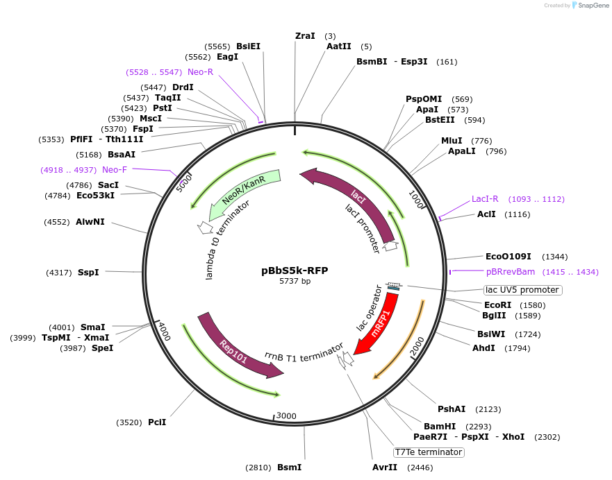 35285-plasmid-map-sequence-id-42952