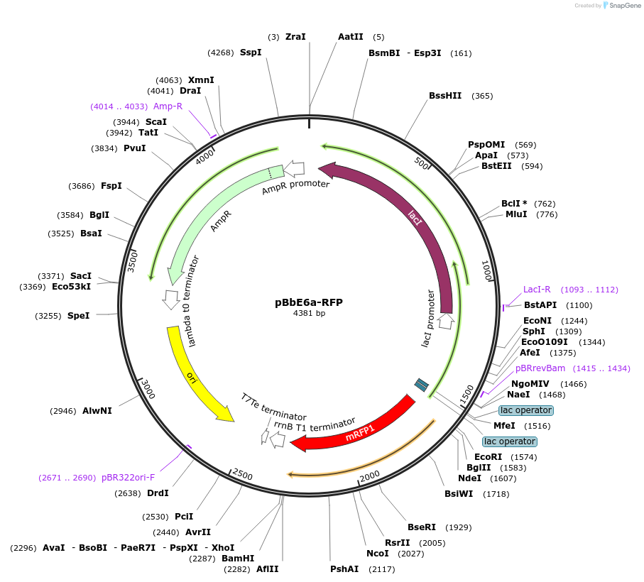 35286-plasmid-map-sequence-id-42953