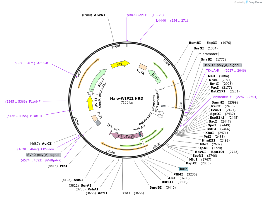 207544-plasmid-map-sequence-id-429537