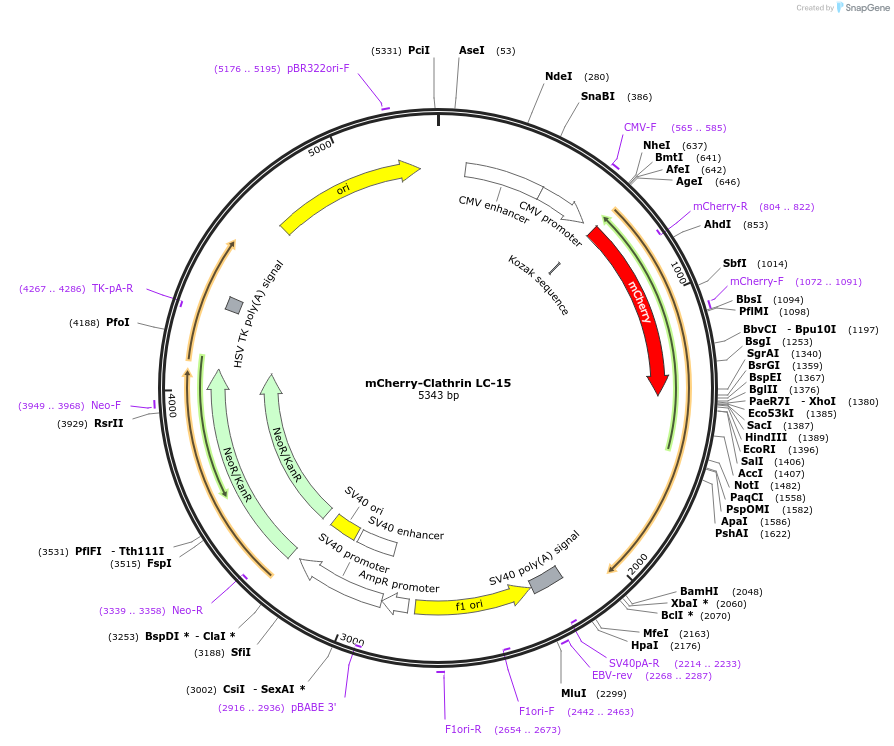 55019-plasmid-map-sequence-id-429543