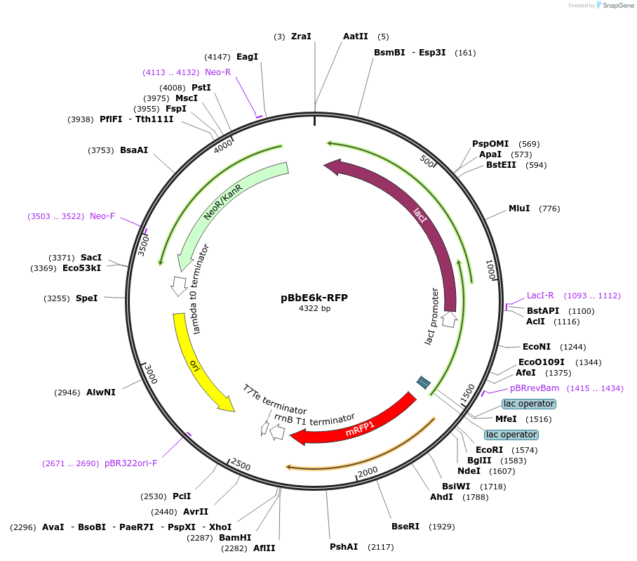 35288-plasmid-map-sequence-id-42955