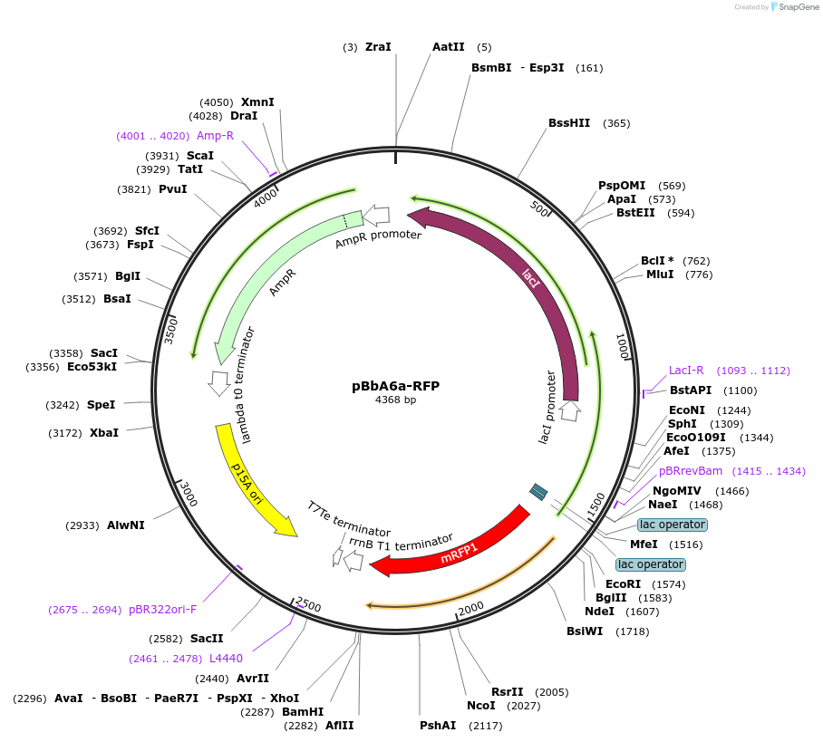 35289-plasmid-map-sequence-id-42956