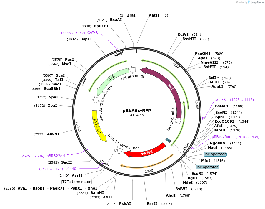 35290-plasmid-map-sequence-id-42957